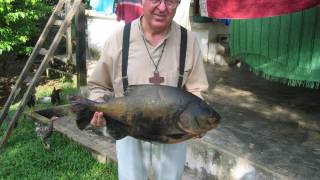 Amazonia_31_Ryyyba_original